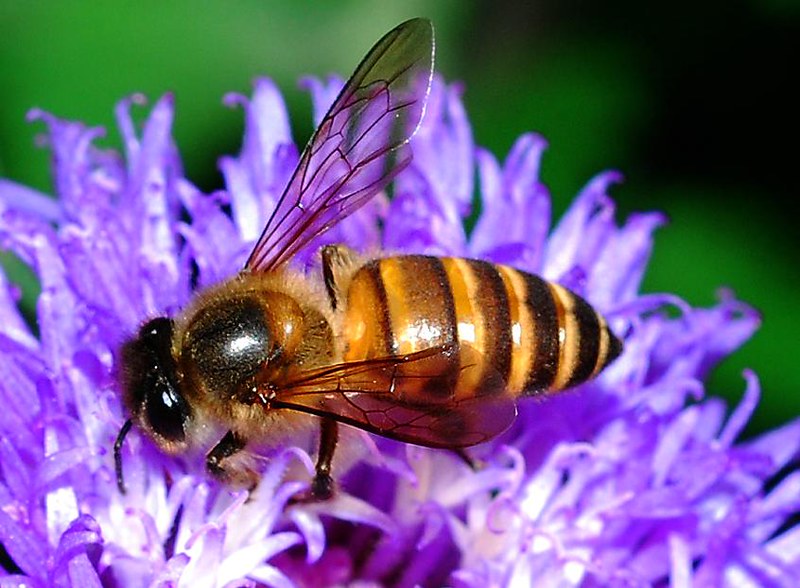 picture of a worker bee