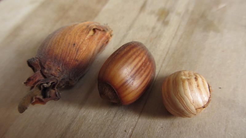 picture of cobnuts
