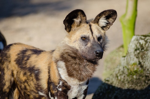 picture of an African wild dog