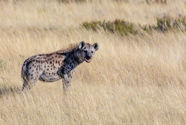 picture of a Hyena