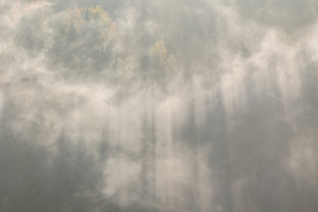 picture of a forest covered in a fog