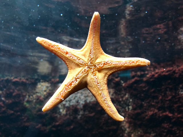 picture of a sea star 
