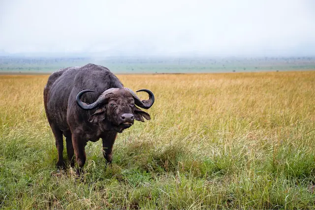 picture of a buffalo 