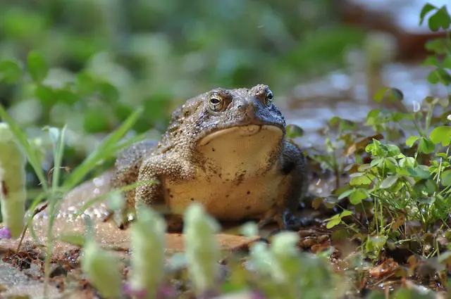 picture of a toad
