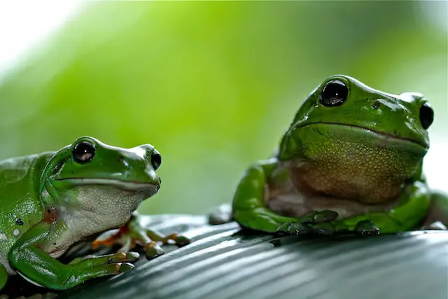picture of two frogs