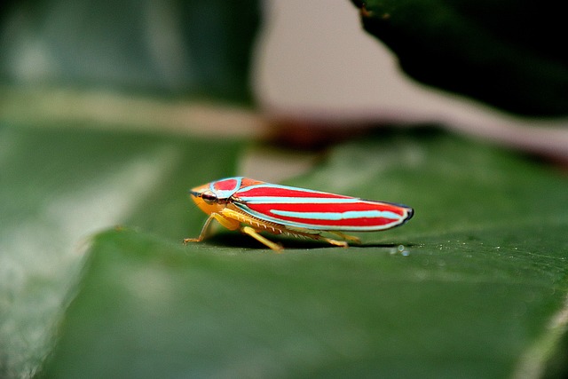 picture of a leafhopper which is a bug