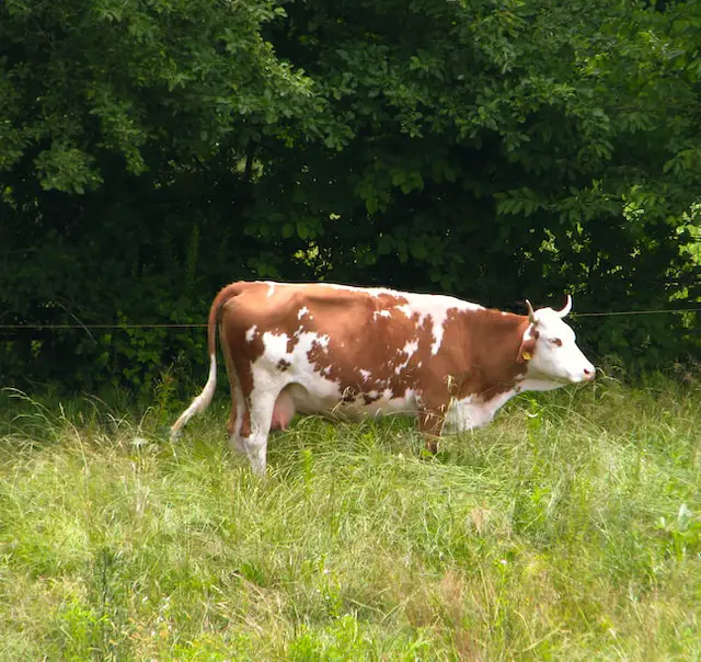 picture of a cow