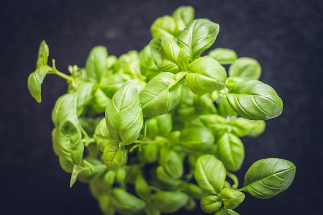 picture of basil leaves 