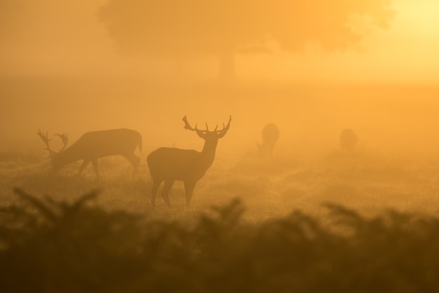 picture of some deer grazing in a Haze