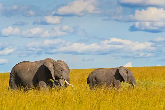 picture of African elephants 