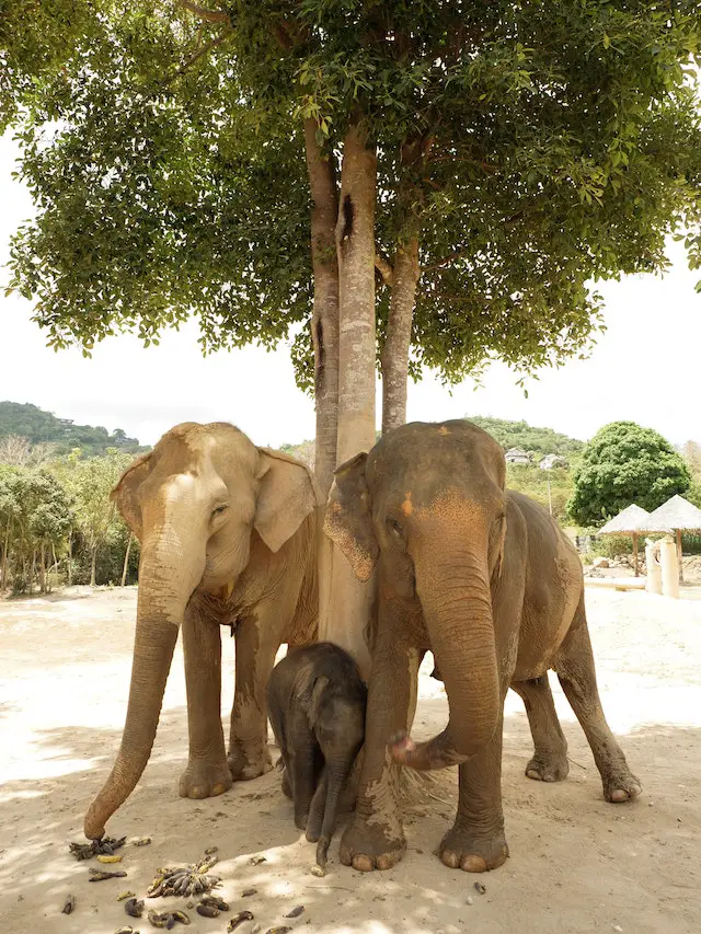picture of Asian  elephants 