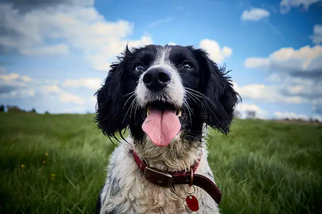 picture of a English springer spaniels