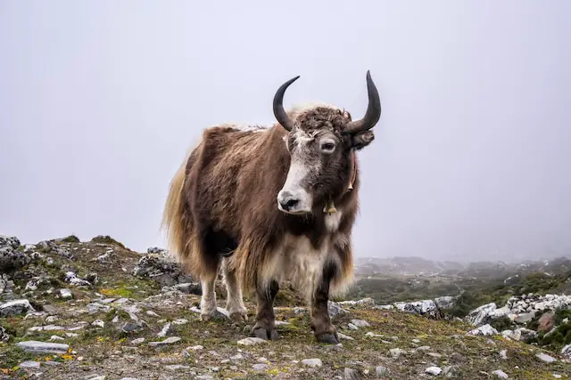 picture of a yak