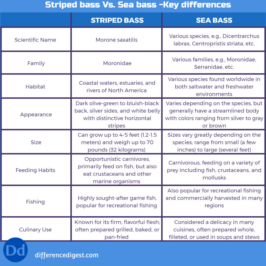 What is the difference between striped bass and sea bass? Difference