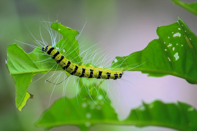 picture of a larva 