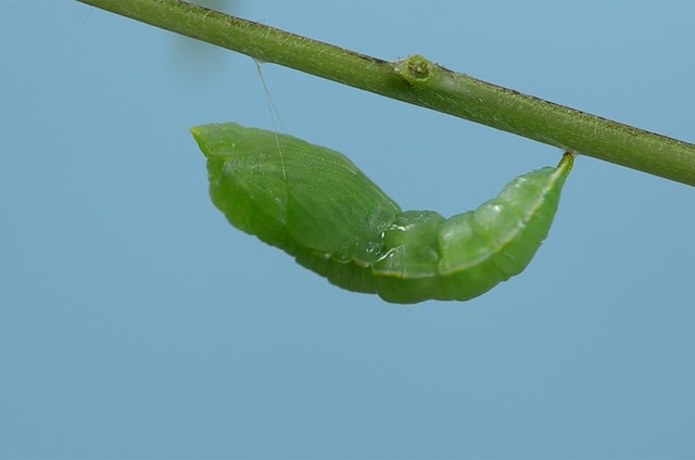 picture of a pupa 