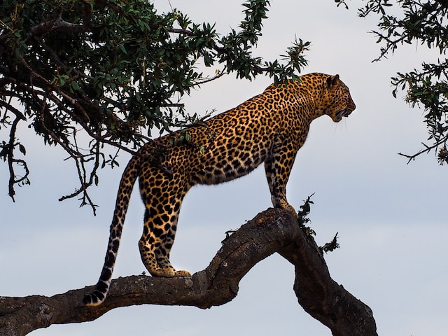 picture of a crepuscular animal - the Jaguar 