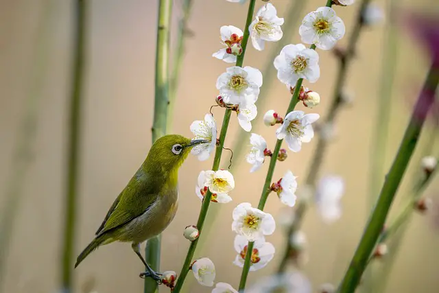 picture of a bird drinking nectar from a flower