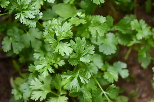 picture of parsley 