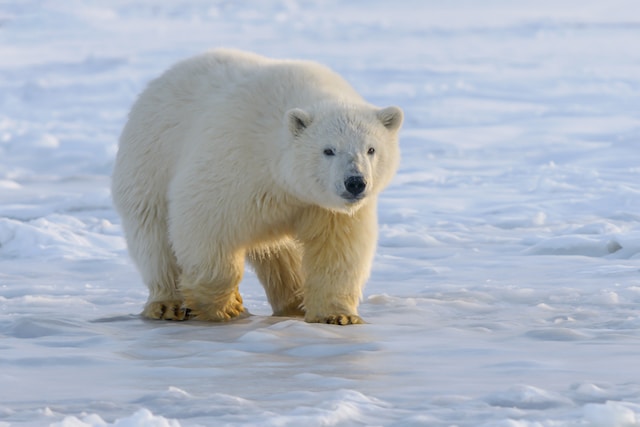 picture of  polar bear