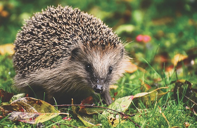 picture of an nocturnal animal - a hedgehog 