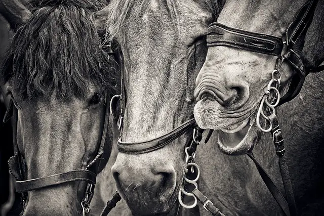 picture of horses with reins 