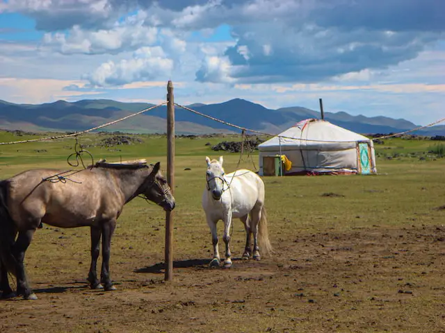 picture of horses ties near a nomadic tent 
