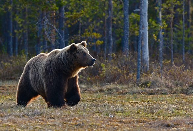 picture of a grizzly bear