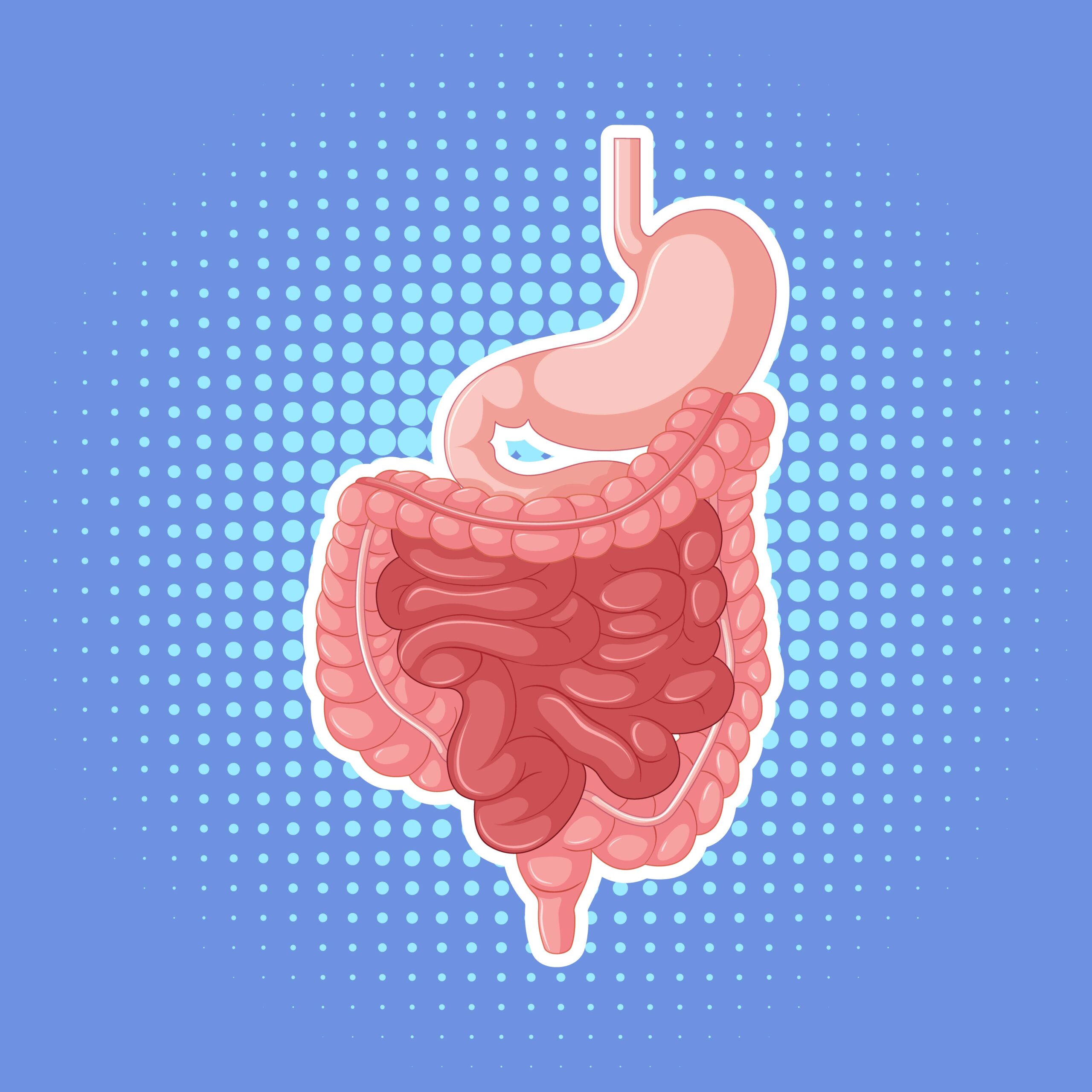 picture of a diagram of the stomach 