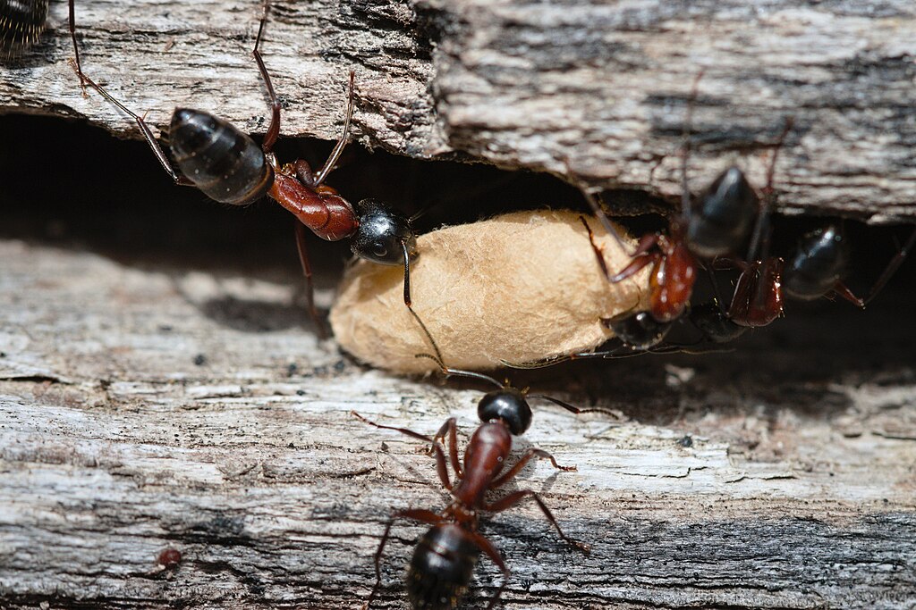 picture of carpenter ants