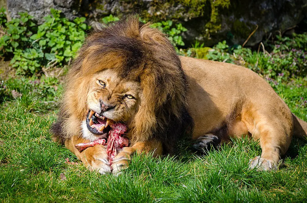 picture of a carnivore eating meat