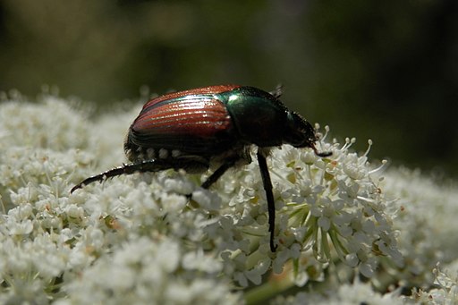picture of a Japanese beetle 
