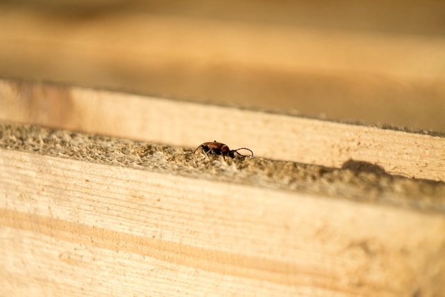 picture of a termite