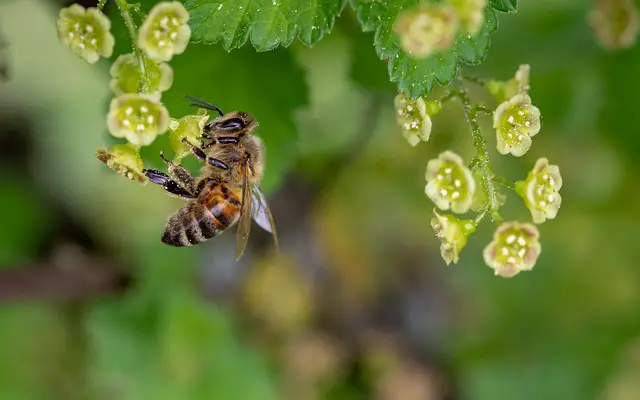 picture of a honey bee