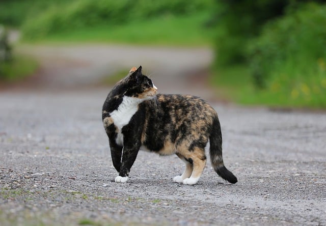 picture of a tortoiseshell Cat