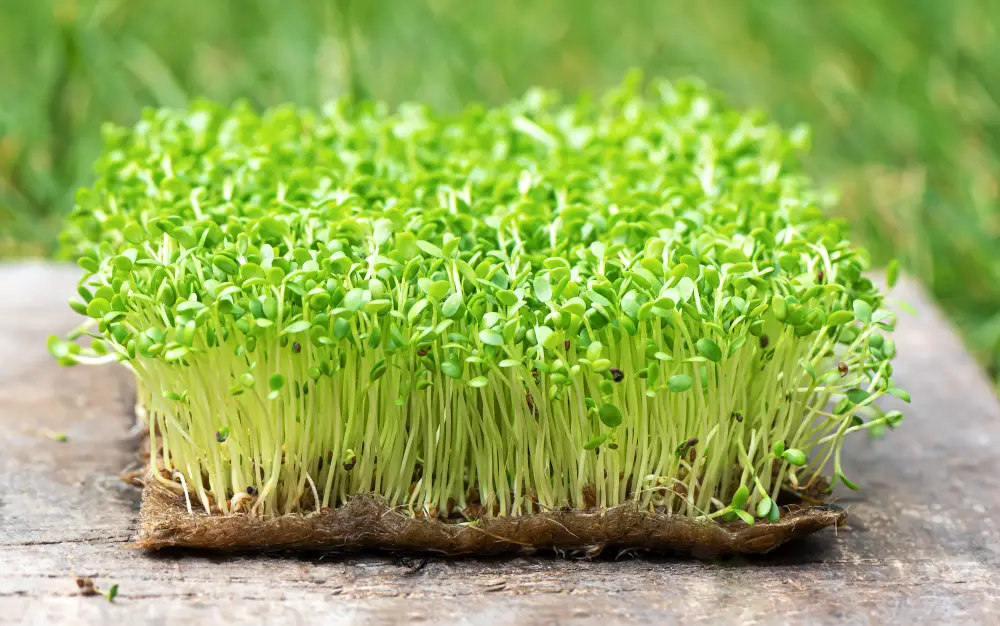 picture of sprouts being grown at home
