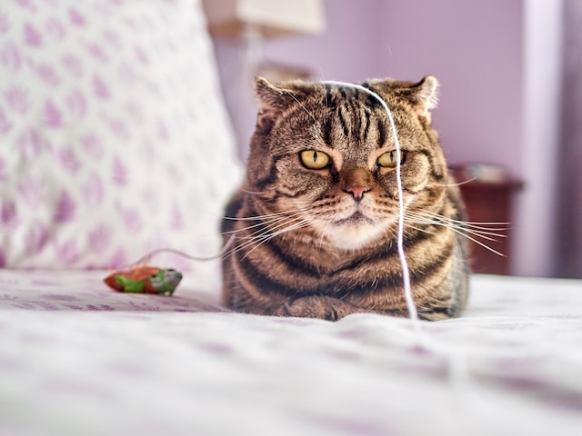 picture of a bored cat