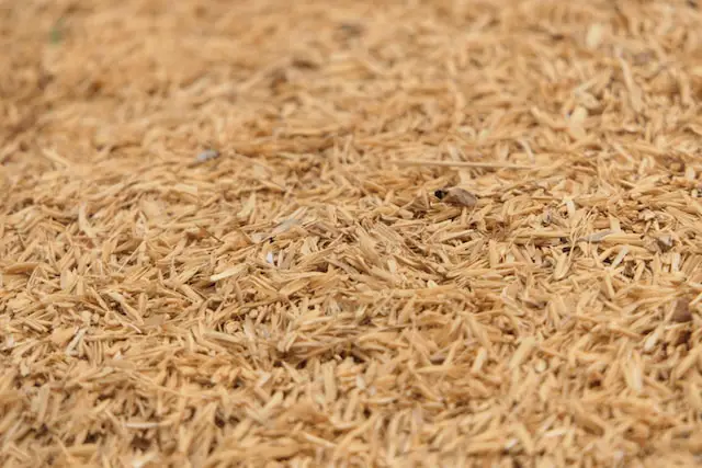 picture of wheat bran