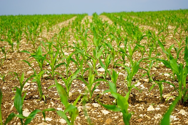 picture of a sowed cornfield 