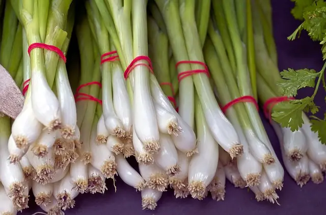 picture of green onions