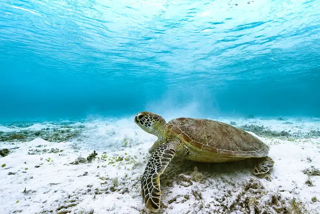 picture of a green sea turtle 