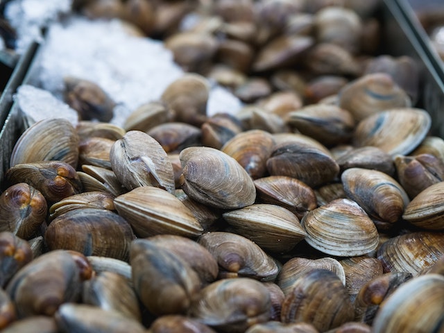 picture of clams 