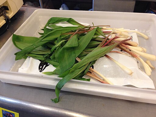 picture of ramps or wild leeks