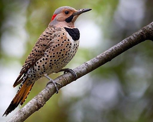 picture of a flicker