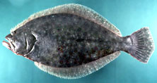 picture of a flounder fish