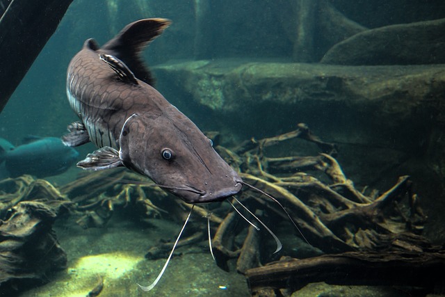 picture of a catfish