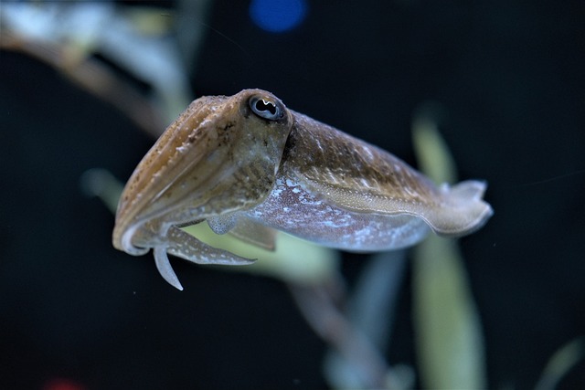 picture of a cuttlefish