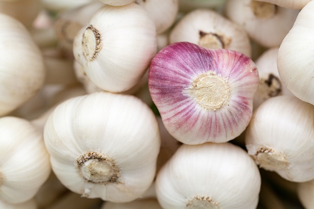 picture of garlic 