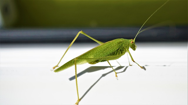 picture of a grasshopper 