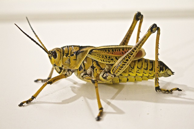 picture of a locust 
